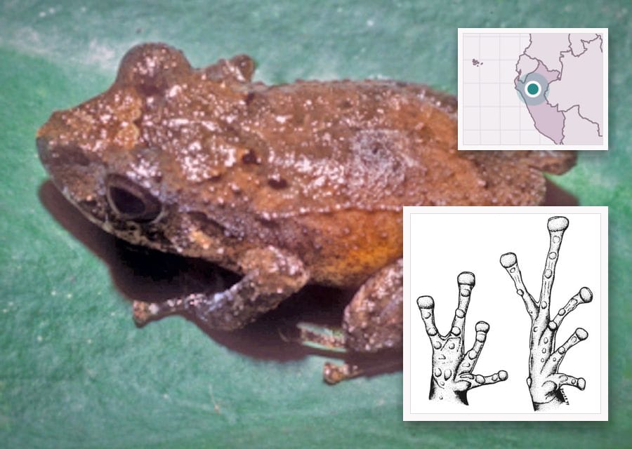 A small brown frog with a bumpy back and a large dark eye sits on a green leaf