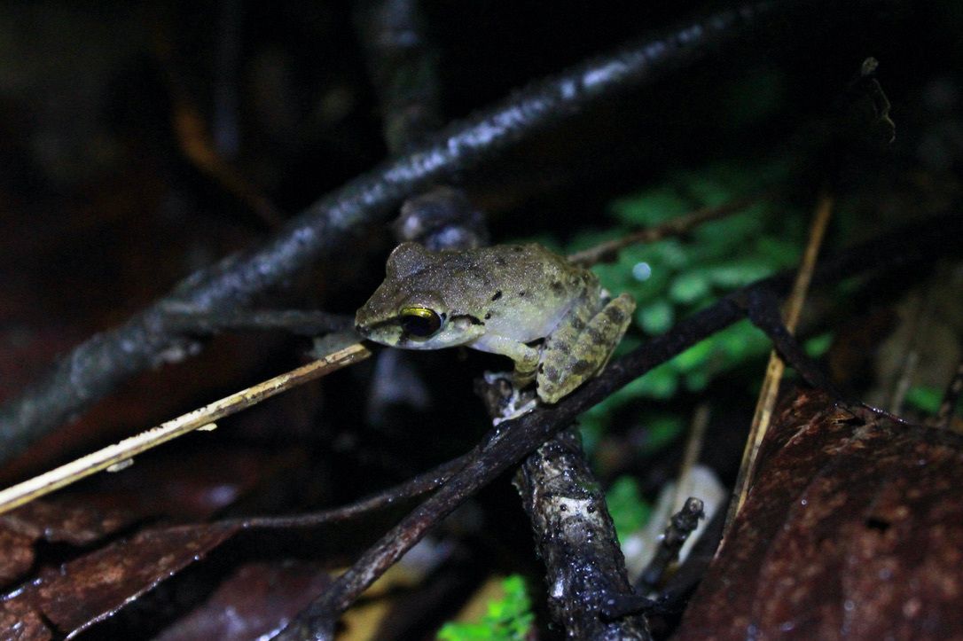 A small greenish-brown frog perches on a twig in the Tobago forest at night.