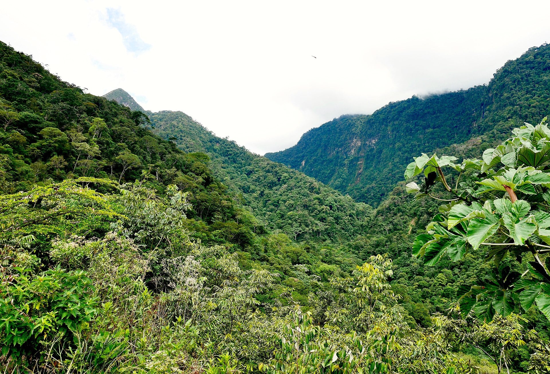 Forest-covered ridges of the Cordillera Escalera in Perú's San Martín region. The new frog lives in lower montane forest in this part of Perú.