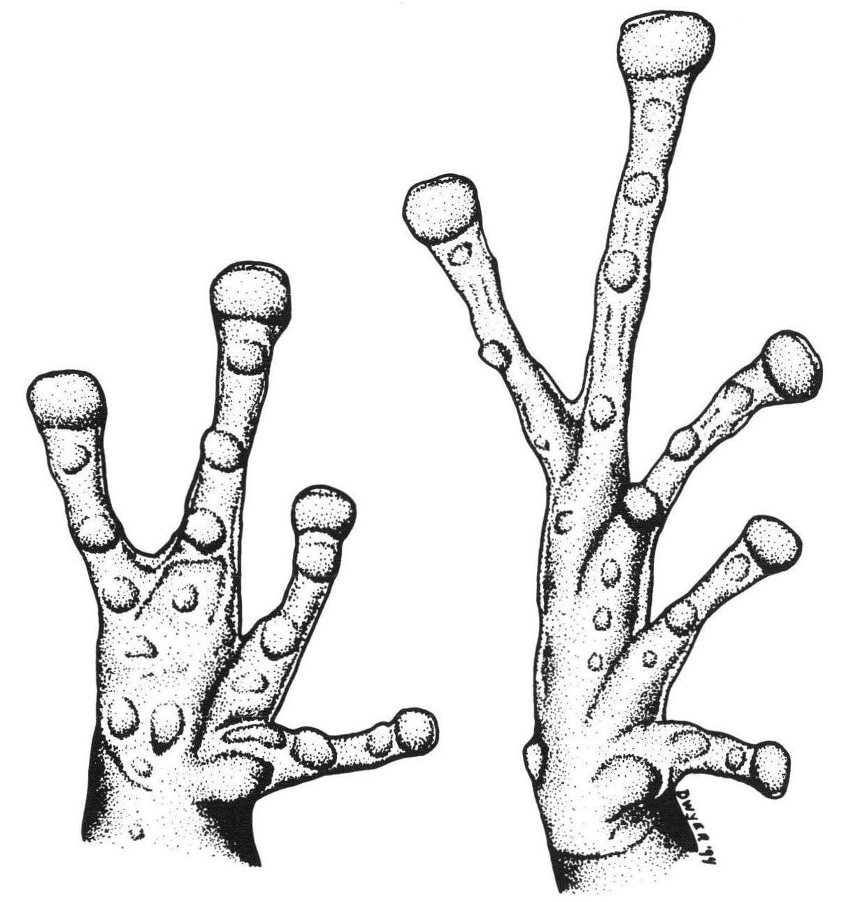 A stippled ink drawing of a small frog's hand and foot, signed Dwyer '94