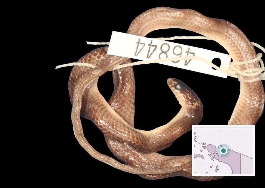 A small, pale brown preserved snake lies coiled on a black background, with a museum tag numbered 46844 tied around its body