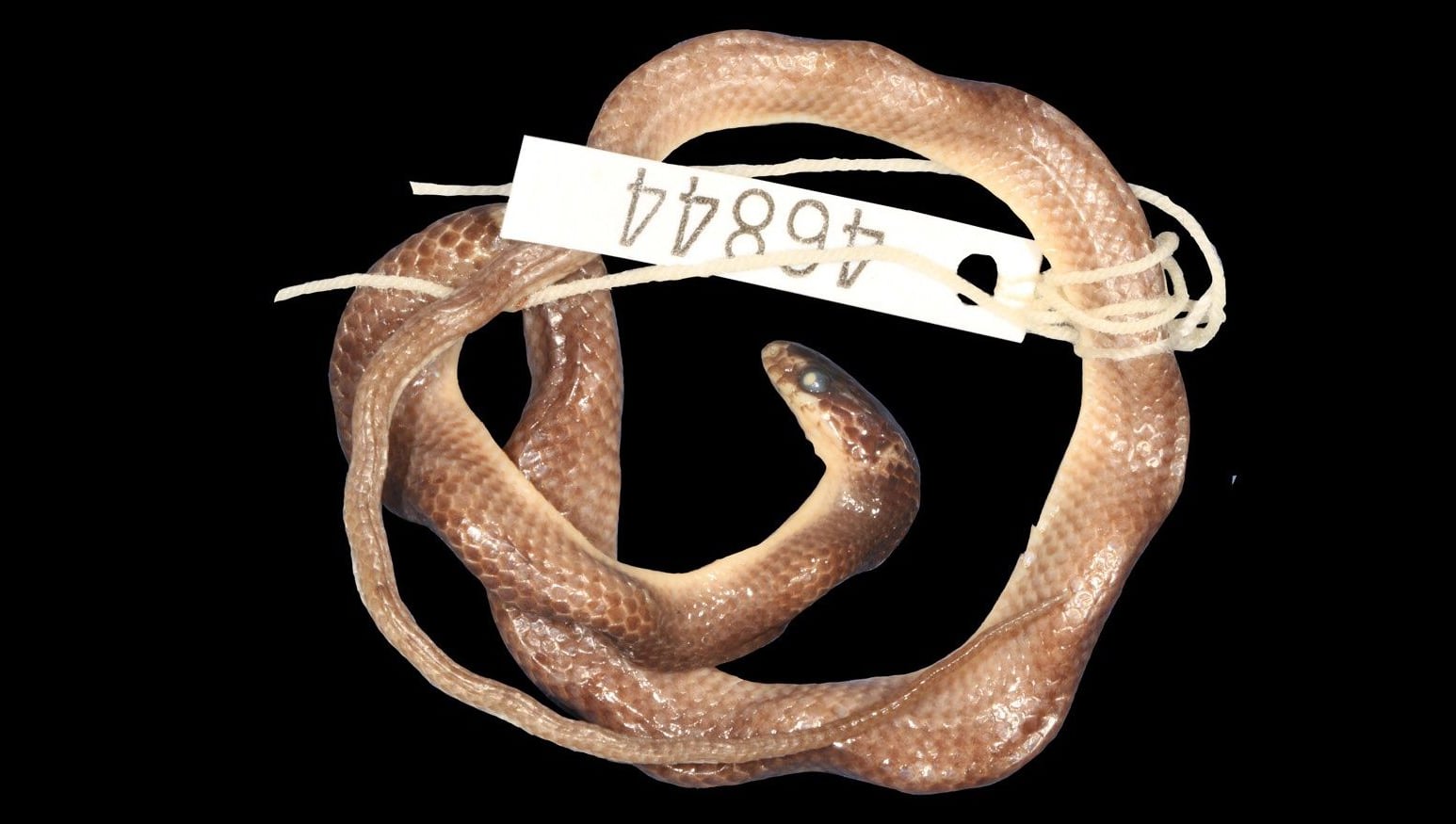 A small, pale brown preserved snake lies coiled on a black background, with a museum tag numbered 46844 tied around its body