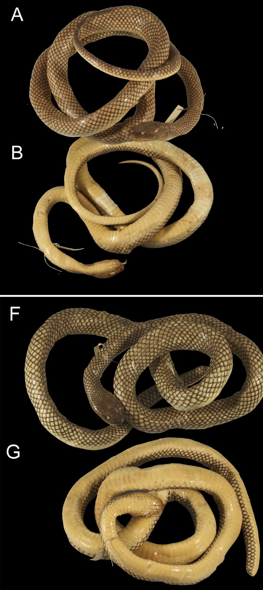 These two original specimens of *Stegonotus reticulatus* are shown from above and below. The female at the top (A, B) has a complete tail. The male below (F, G) has a broken one, and it became the official name-bearer in 1985.