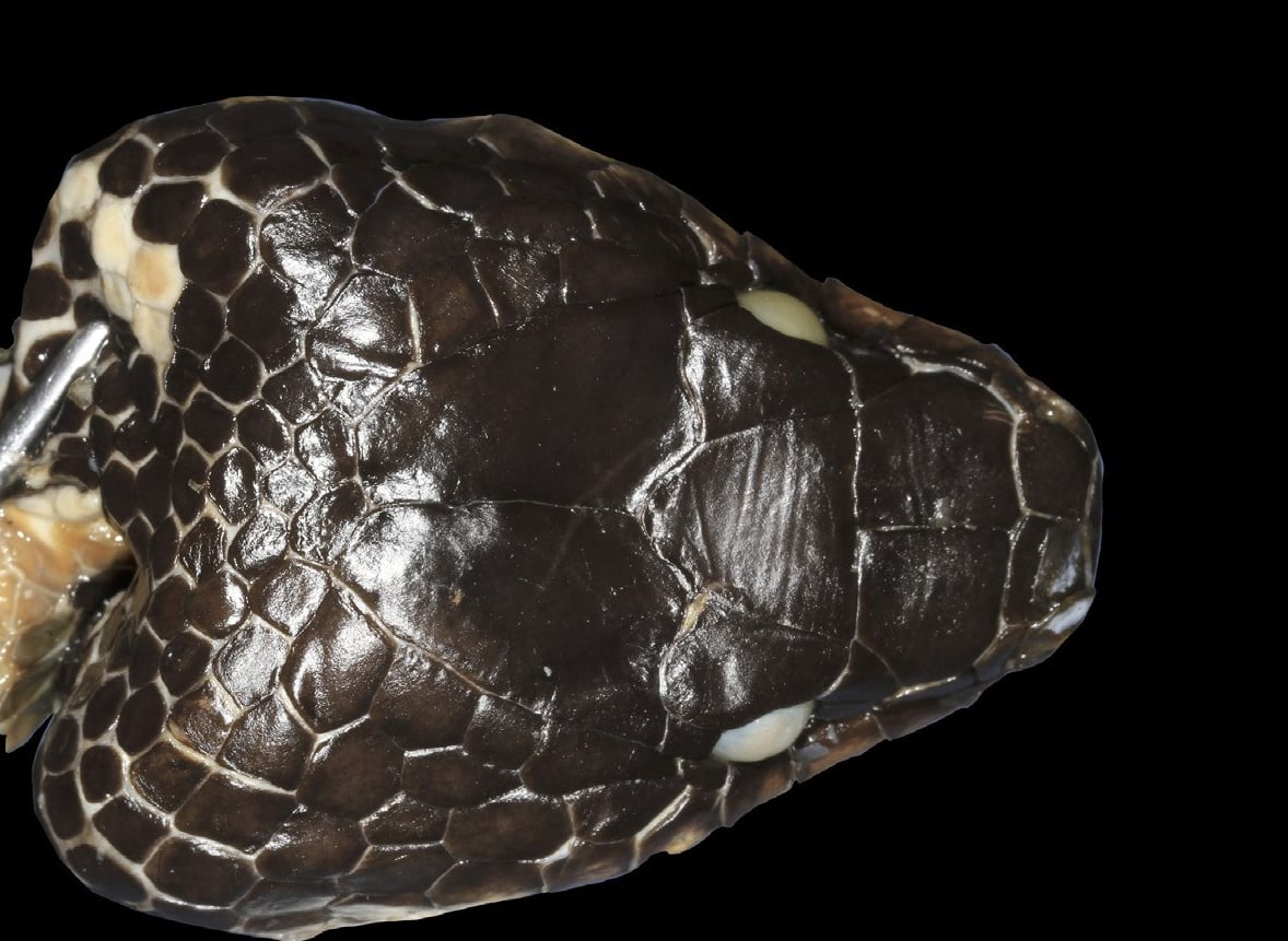 The original specimen of *Spilotes samarensis*, reported in 1861 to be just over 2 metres long, has only ever been a rolled-up skin with its head. The name is now a synonym of *Stegonotus muelleri* from the Philippines.