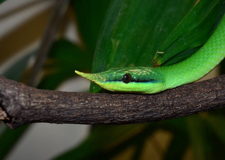 A bright green rhinoceros ratsnake resting its head on a branch, showing the pointed, scaly horn on its snout and a thin black line above its pale lips
