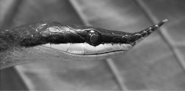 A live young *Gonyosoma boulengeri* for comparison, with its black line above the lips and a loreal scale that does not touch the internasals.