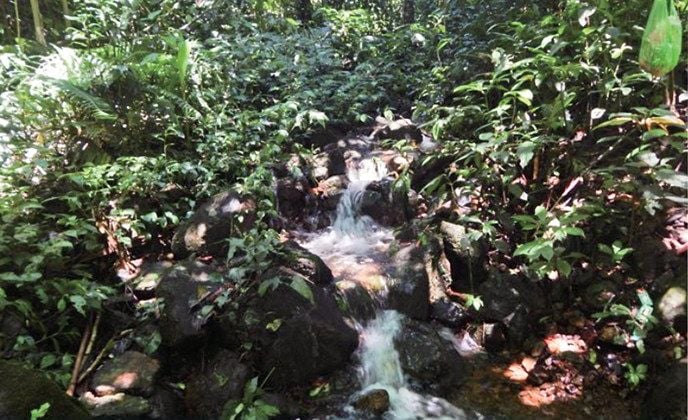The forest stream near Hang Khoai, typical habitat for rhinoceros ratsnakes.