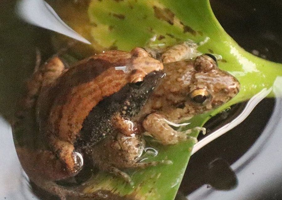 In shallow water on a green leaf, a small reddish-brown frog with a dark side stripe clasps a larger brown frog with golden eyes around the waist