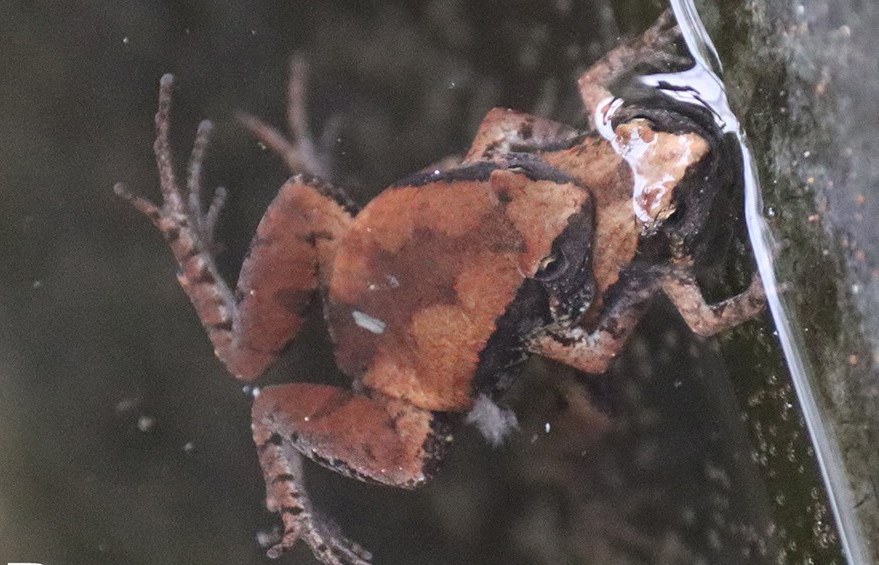 A correct match: a pair of Nilphamarai Narrow-mouthed Frogs in amplexus in the same pond.