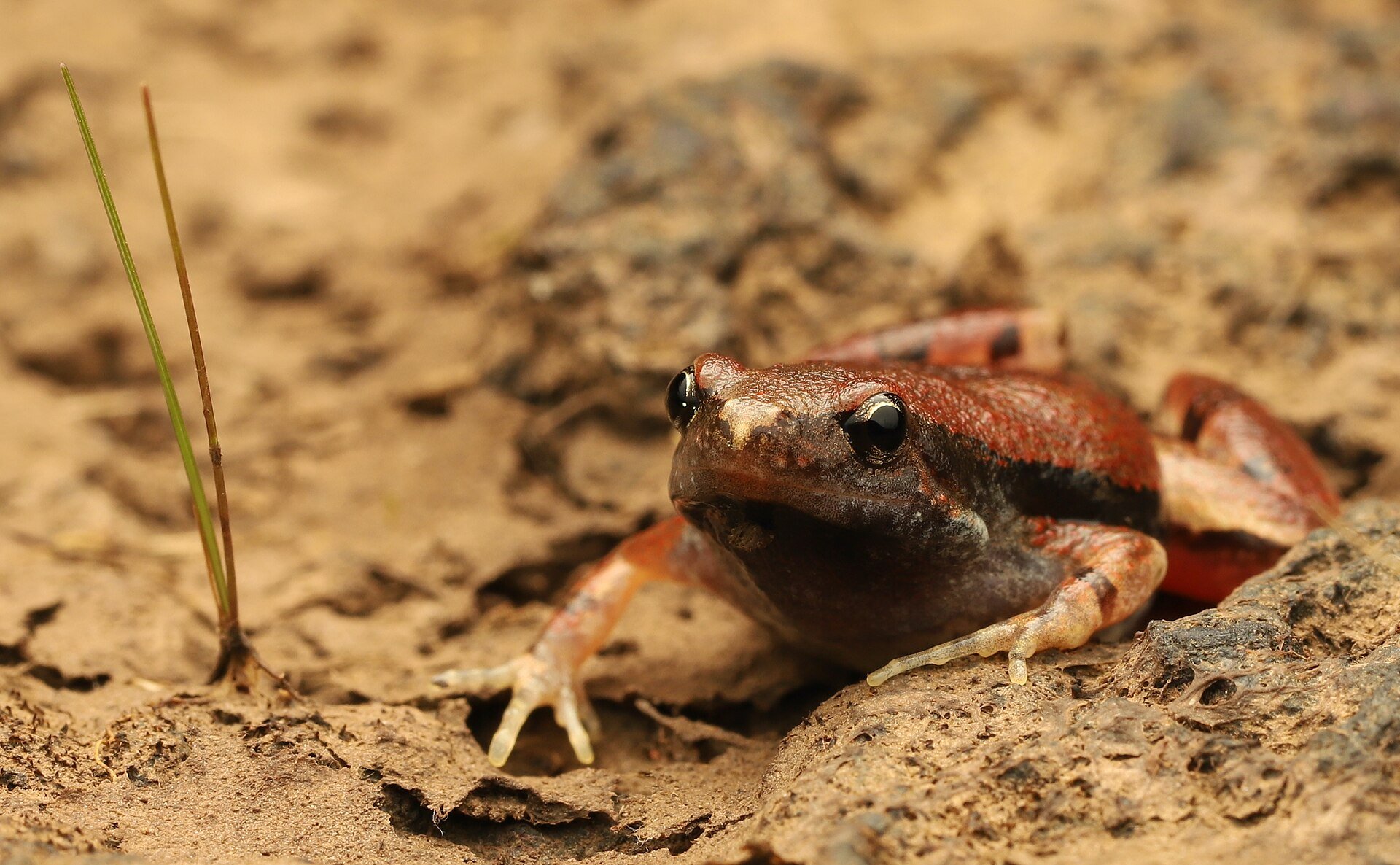 A Nilphamarai Narrow-mouthed Frog, photographed in Maharashtra, India. The species lives across much of northern South Asia.