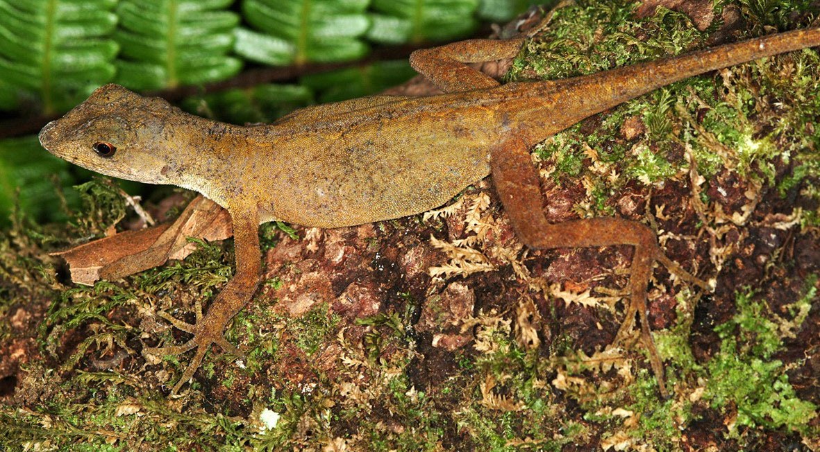 A female Costa Rican Cloud Forest Anole, much plainer in colour than the males.
