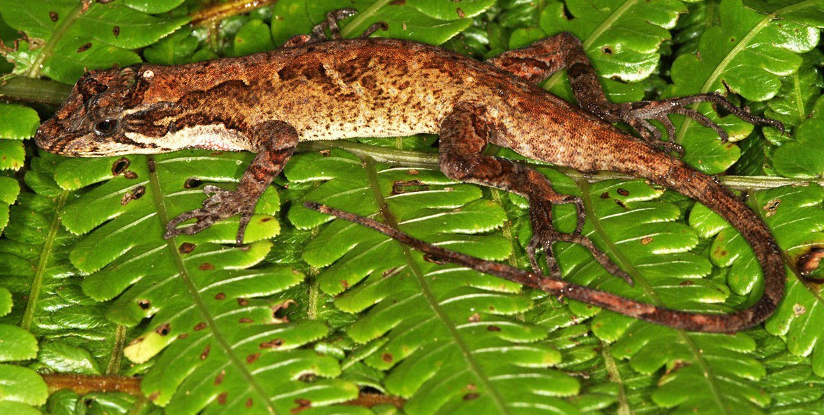 A mottled brown anole lies stretched out along the midrib of a bright green fern leaf, its head pointing toward the stem