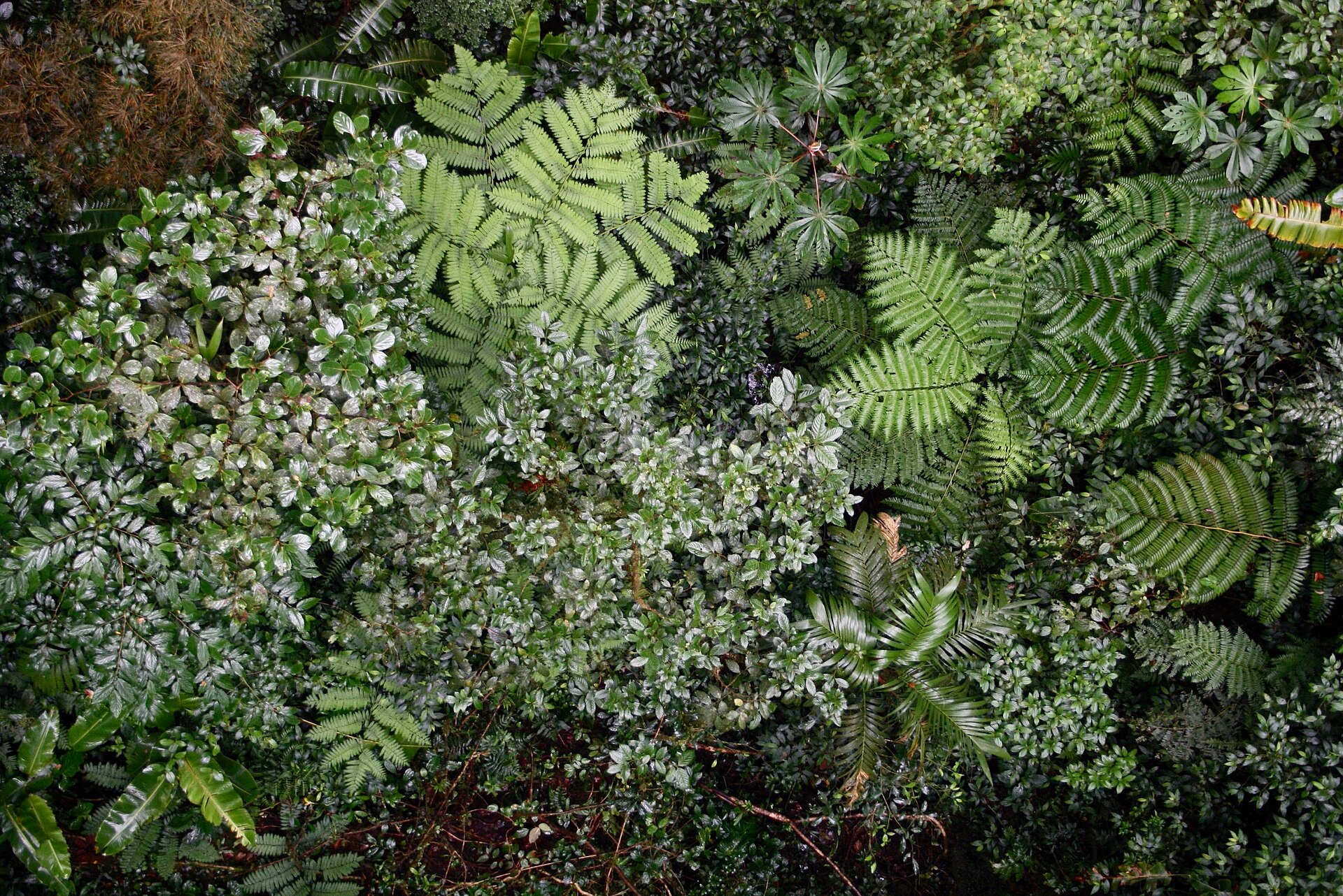 Ferns crowd the understorey of the Monteverde reserve. Fern leaves were the anoles' favourite beds.