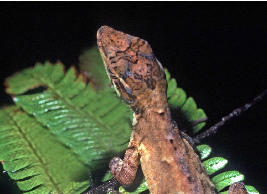Close-up of the patterned head of a male cloud forest anole at night