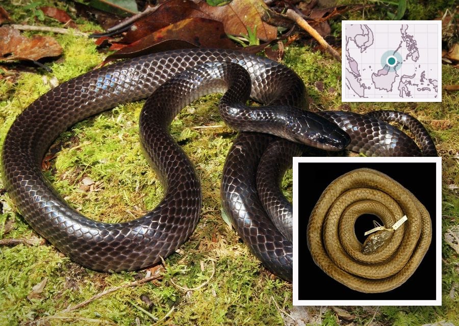 A glossy dark grey-brown snake coiled on bright green moss, its head slightly darker than its body