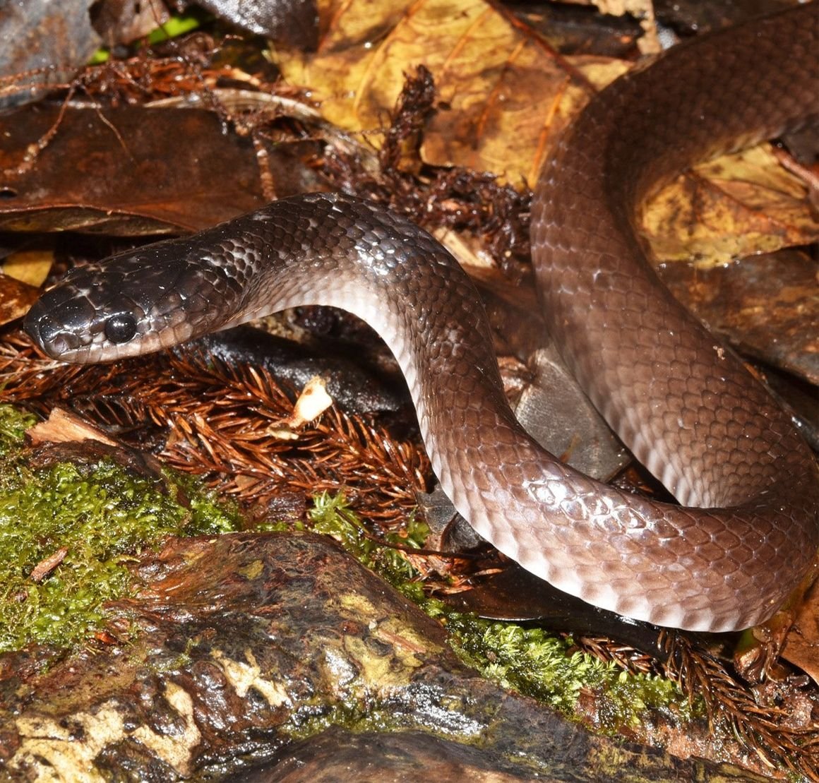 A dark groundsnake with a darker head on the forest floor at night on Mount Kinabalu