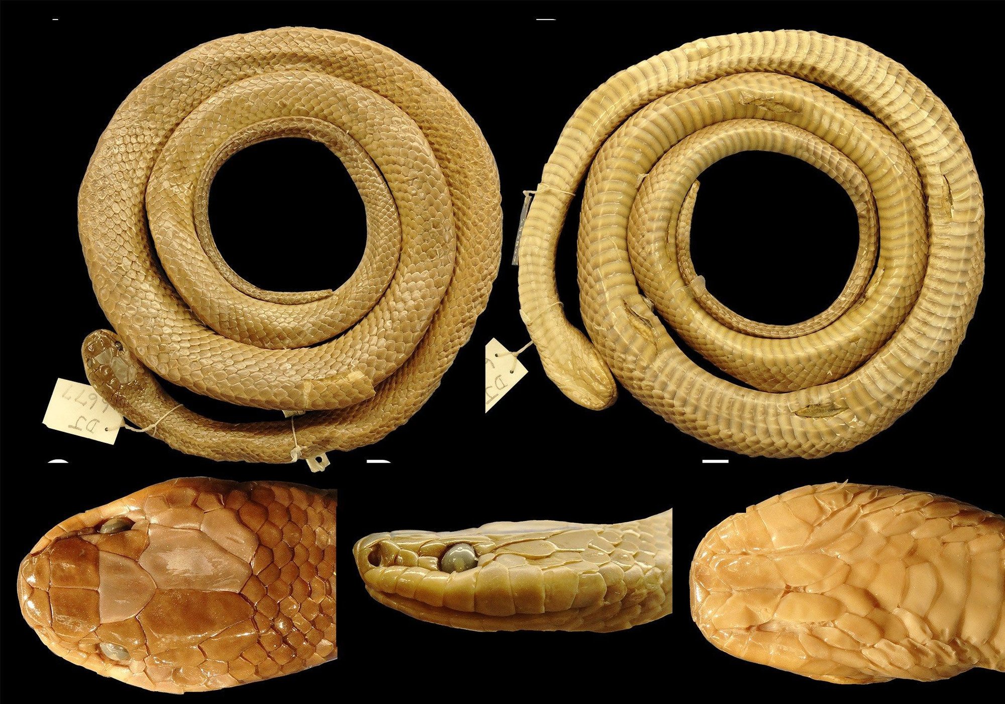 The paratype, collected on Mount Kinabalu in 1951, from above and below, with close-ups of its head from the top, side and underneath.