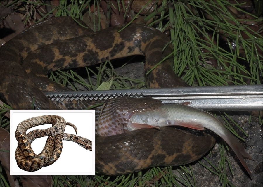 A banded brown and orange snake coiled in wet grass at night, with a silvery fish half swallowed in its mouth, held in place by long metal forceps