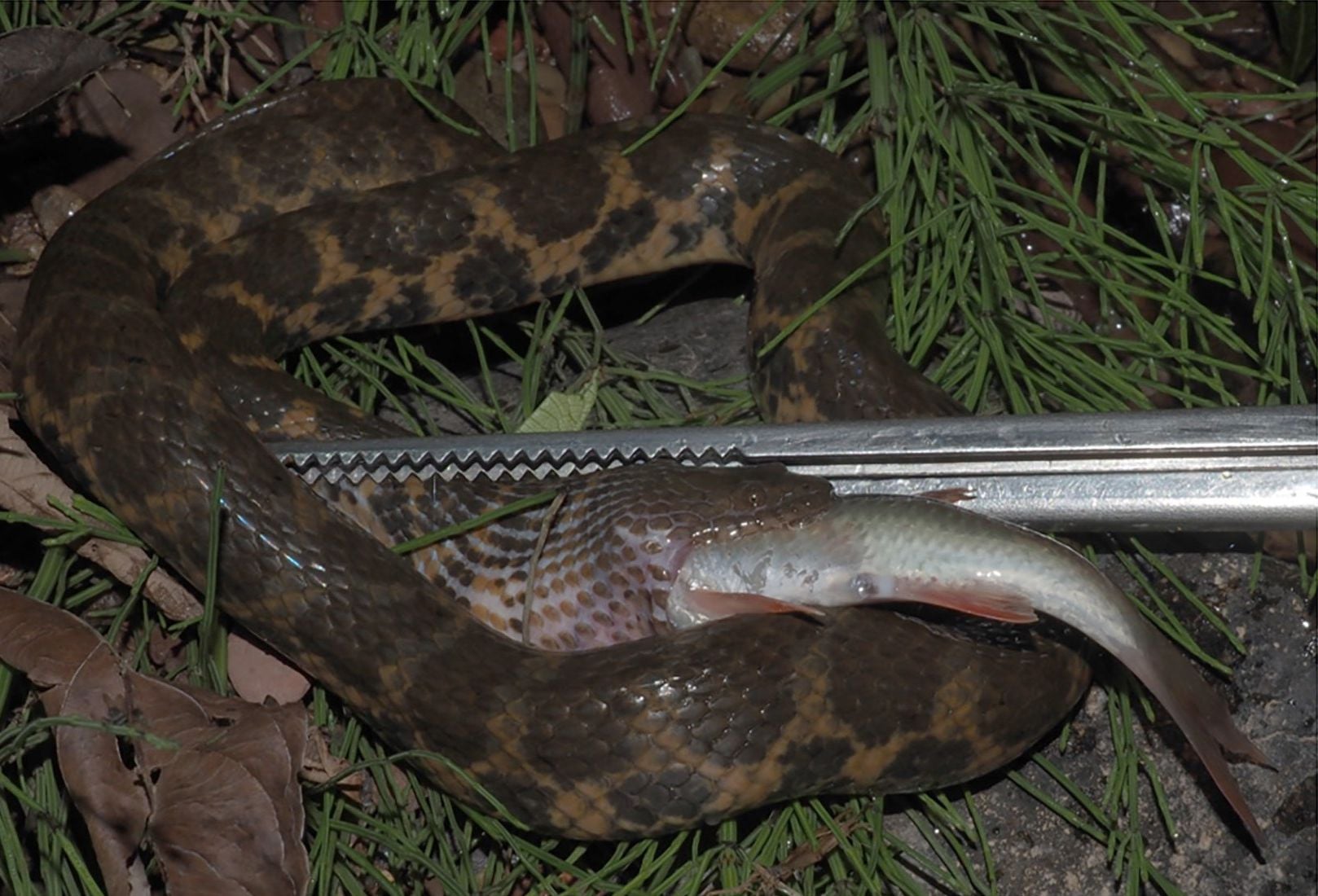 A banded brown and orange snake in wet grass at night with a fish in its mouth