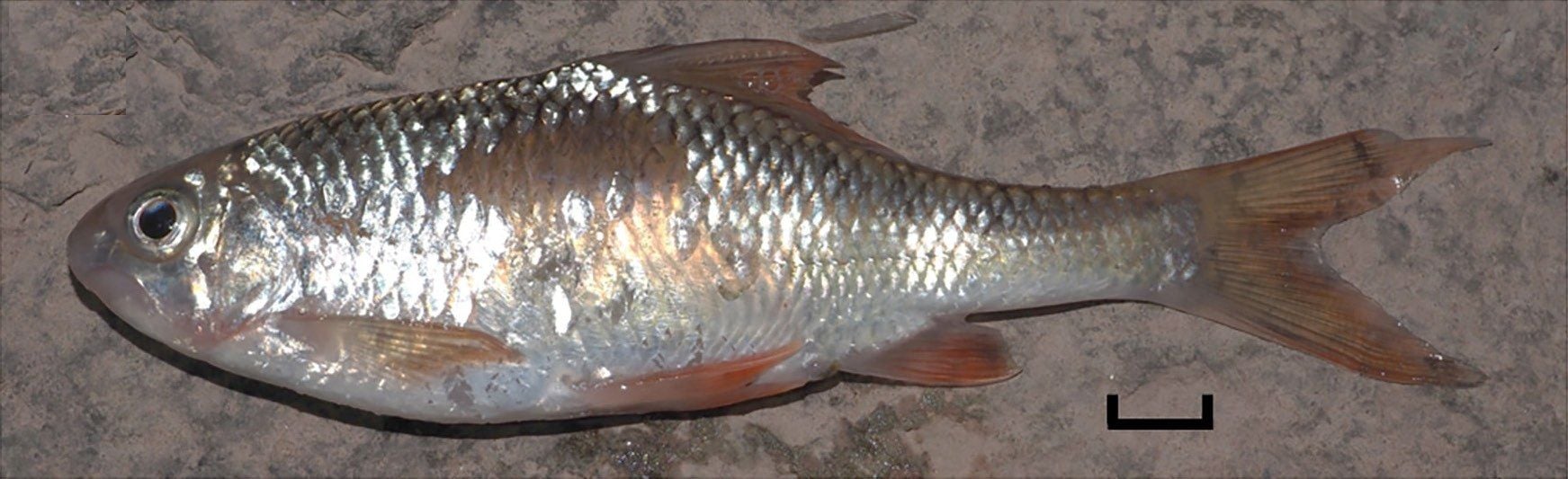 The regurgitated spiny bream, the first prey of Angel's mountain keelback ever identified to species. The scale bar is 10 mm.
