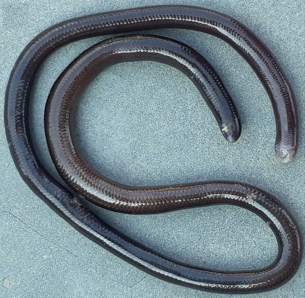 The slender wormsnake, a burrowing snake 11 to 14.5 cm long whose eyes are just dark spots beneath its scales.