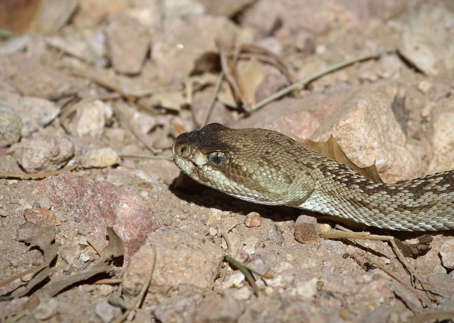 A black-tailed rattlesnake with a dark snout and olive, scaly head lying on pale gravel