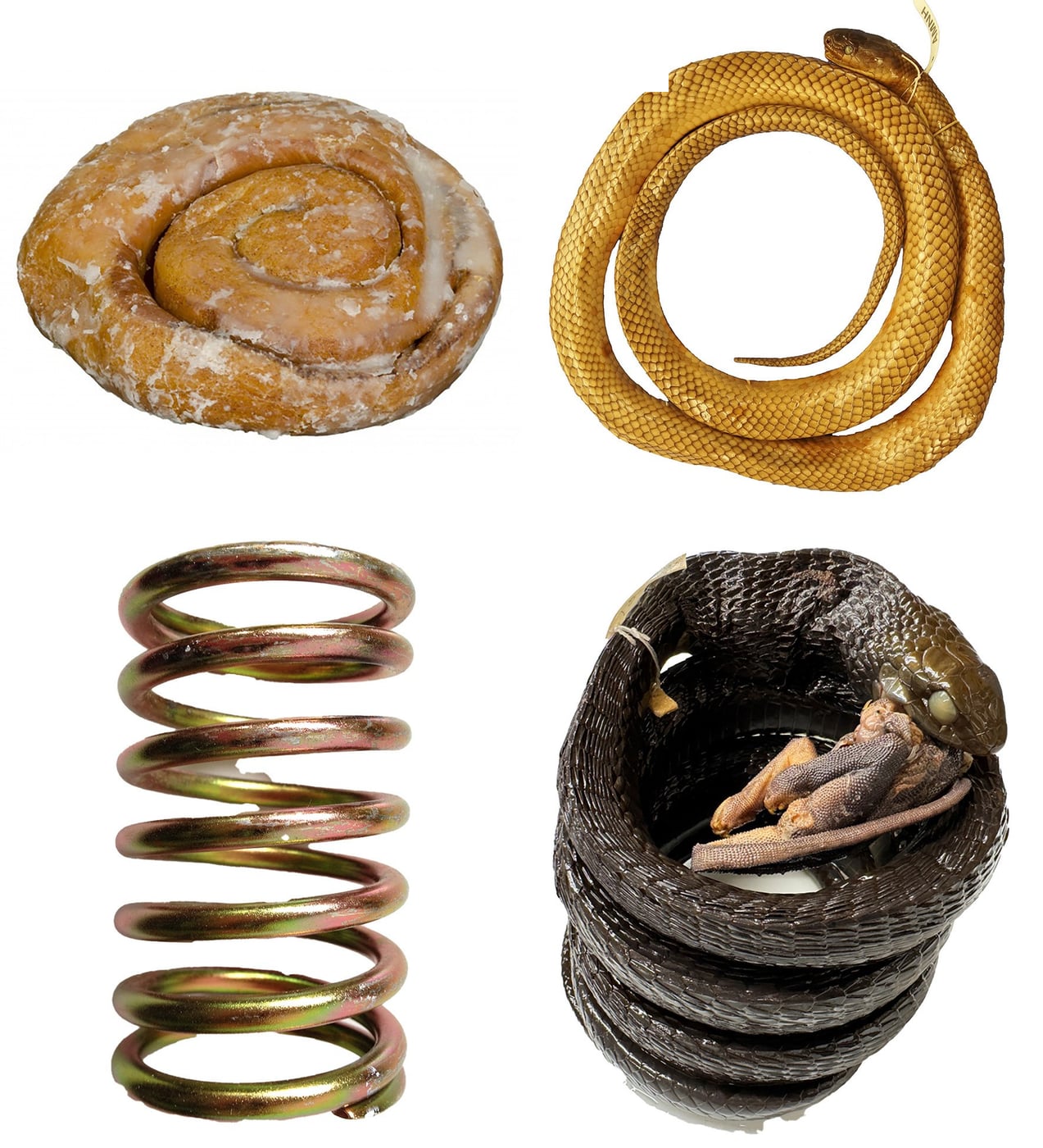 Two ways to coil a snake. Top: a cinnamon roll, and a groundsnake preserved in the same kind of flat spiral. Bottom: a metal spring, and a boomslang preserved in a three-dimensional coil while swallowing a chameleon.