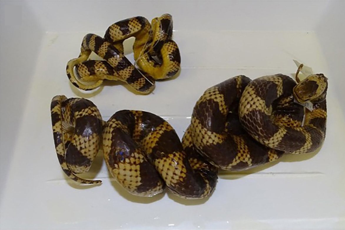 Two preserved snakes with bold yellow and dark brown bands lie twisted into stiff coils in a white dissecting tray
