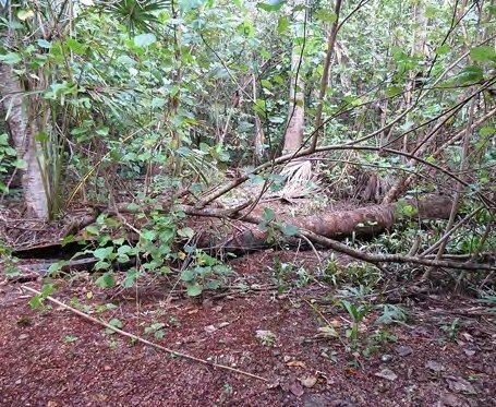 Moist forest at Nancuro. The forest floor is soft with humus and decaying logs.