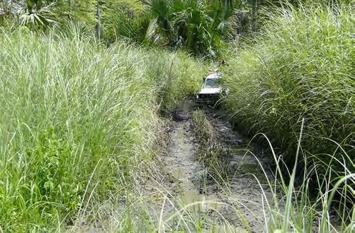 Beyond the forest lies grassland taller than the expedition vehicle.