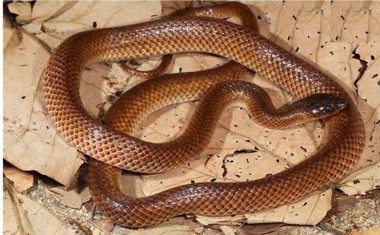 A glossy reddish-brown snake coiled on dry leaves, its scales shading from dark brown to cream