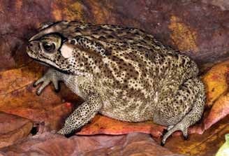 The Asian black-spined toad, which arrived in Timor-Leste only recently. Local people named it after the peacekeepers.