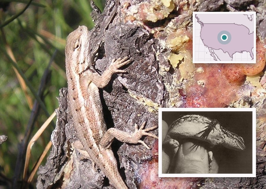 A northern prairie lizard, one of the two parent forms, in colour. This one was photographed in Nebraska.