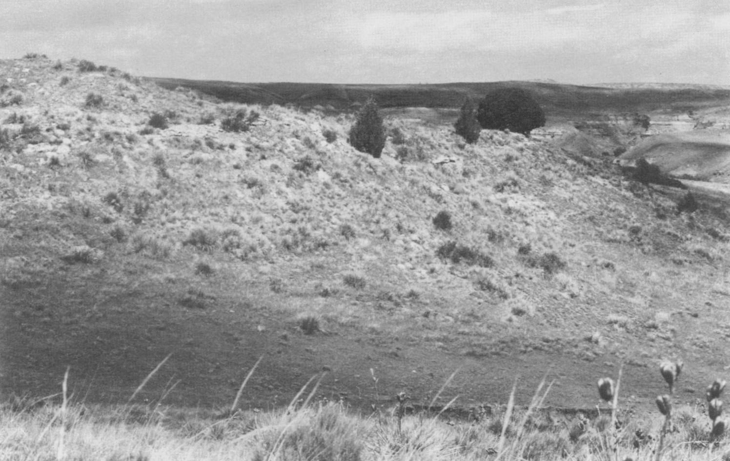 Grassy, eroded hills with scattered shrubs and a few junipers under an overcast sky on the Colorado plains