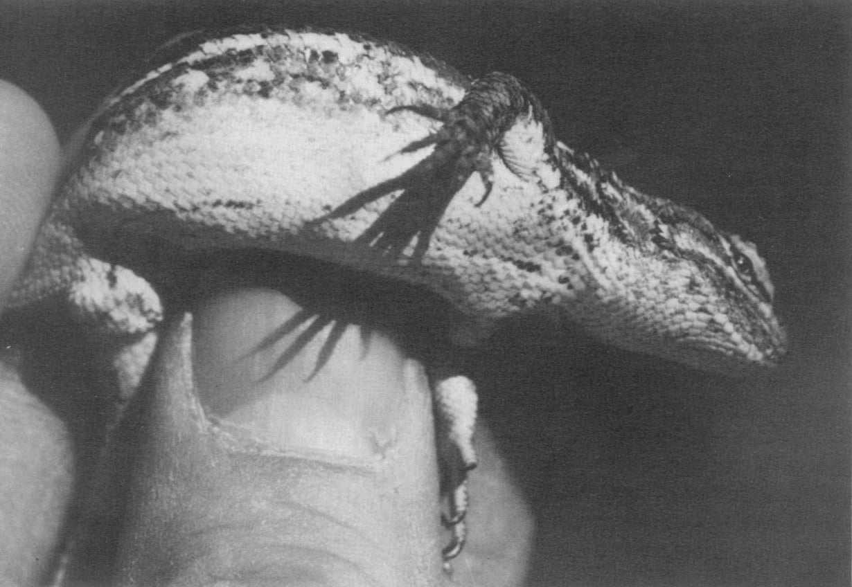 A male intergrade. His back is patterned like a prairie lizard's, but he has black flecks underneath like a plateau lizard.