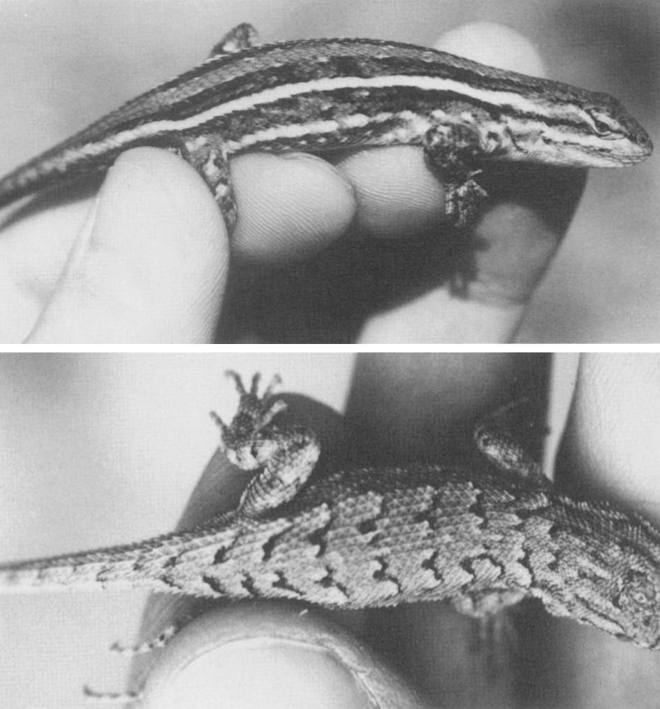 Top: a northern prairie lizard with its bold pale stripes. Bottom: a young red-lipped plateau lizard, with dark cross-bars instead of stripes.