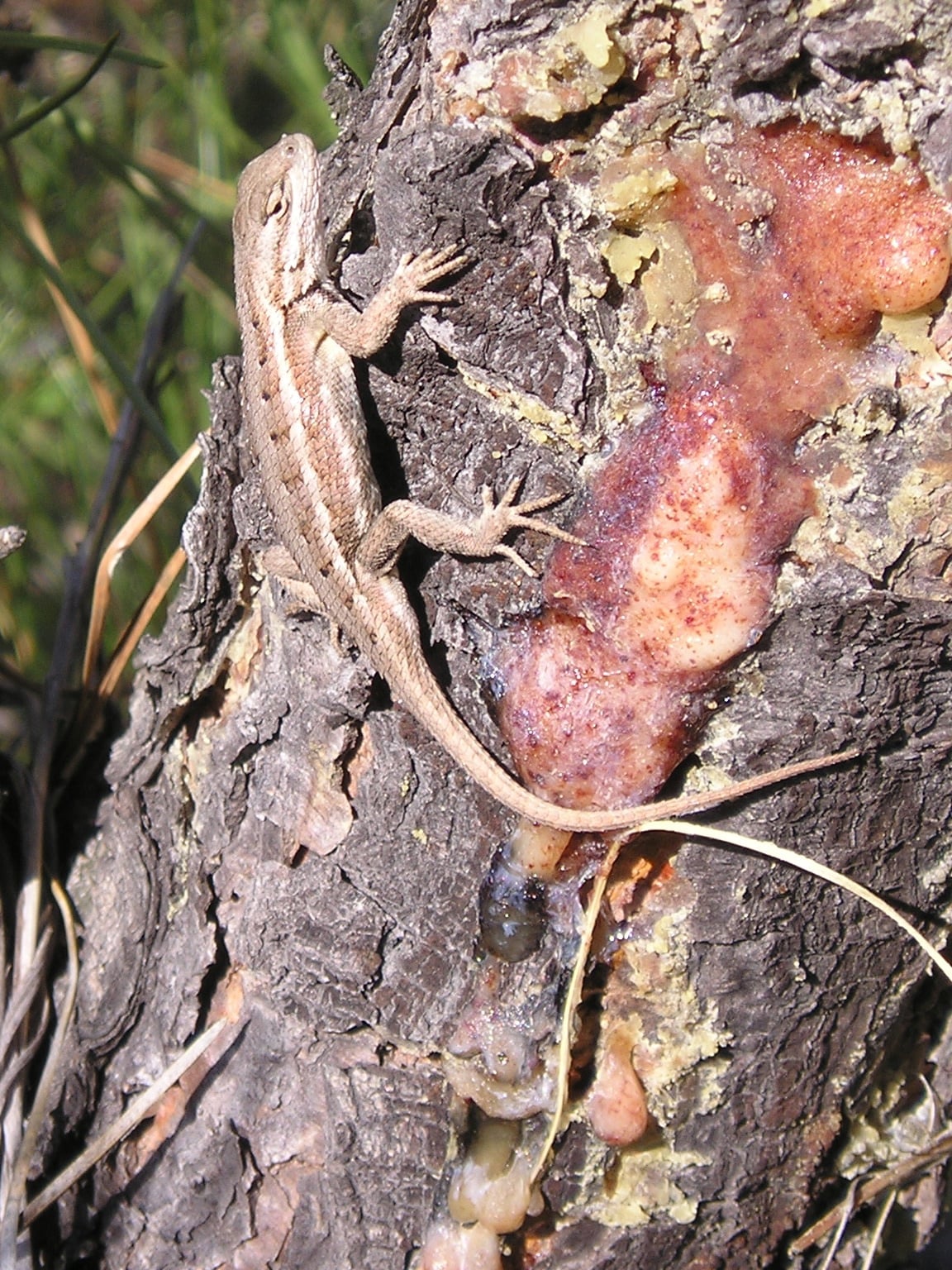 A northern prairie lizard, one of the two parent forms, in colour. This one was photographed in Nebraska.