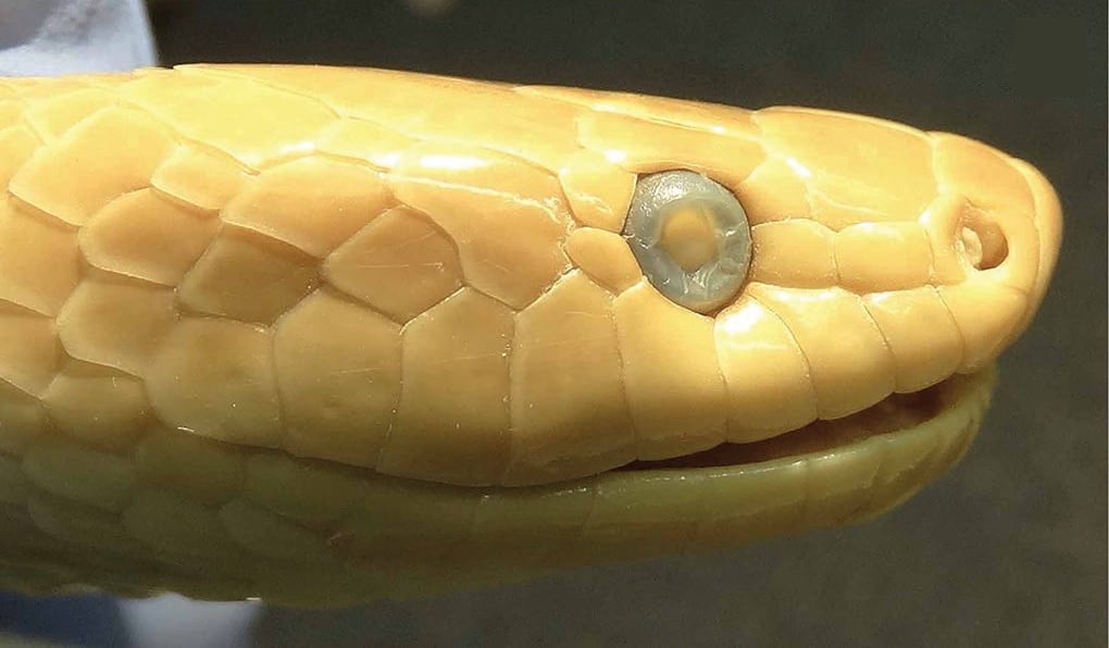 The side of the head of the same 1884 specimen. From a photo like this we can count the scales along the upper lip and look at the scales around the eye.