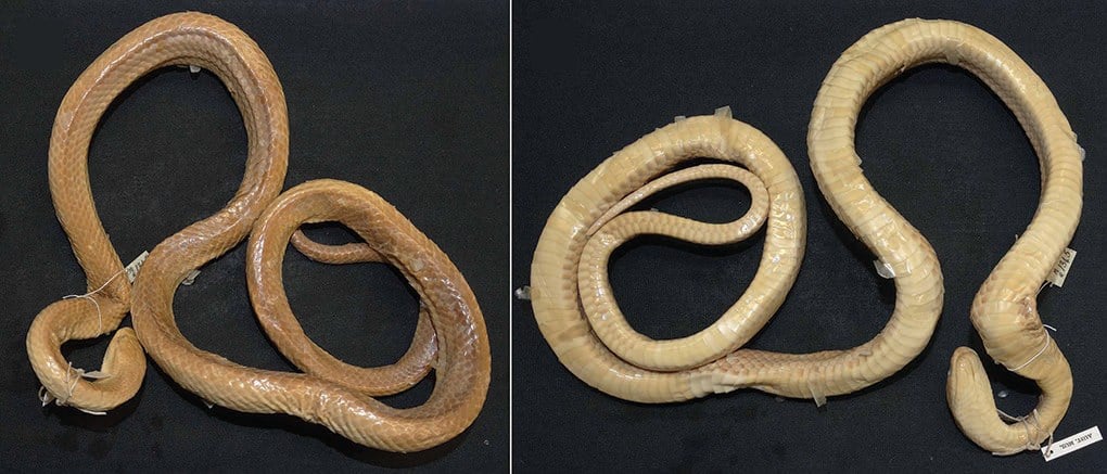 The original specimen of *Stegonotus plumbeus*, described in 1884, photographed from above (left) and from below (right). The belly view is set up so that the scales can be counted from the image.