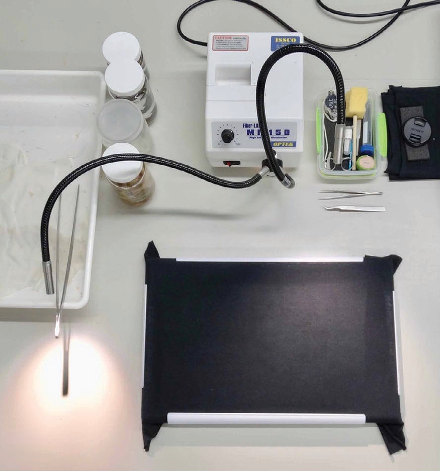 Where a museum has good equipment, as here at the Australian Museum in Sydney, a goose-necked lamp lights the specimen. Jars and a tray sit on the left, tools at the top and the black background in front.