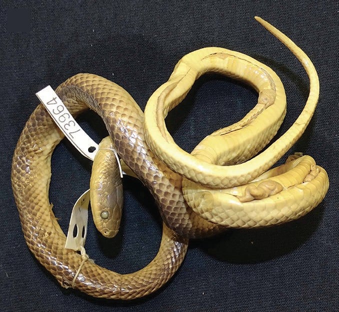 A groundsnake in the American Museum of Natural History, well preserved but twisted in a way that makes a flat photo impossible.