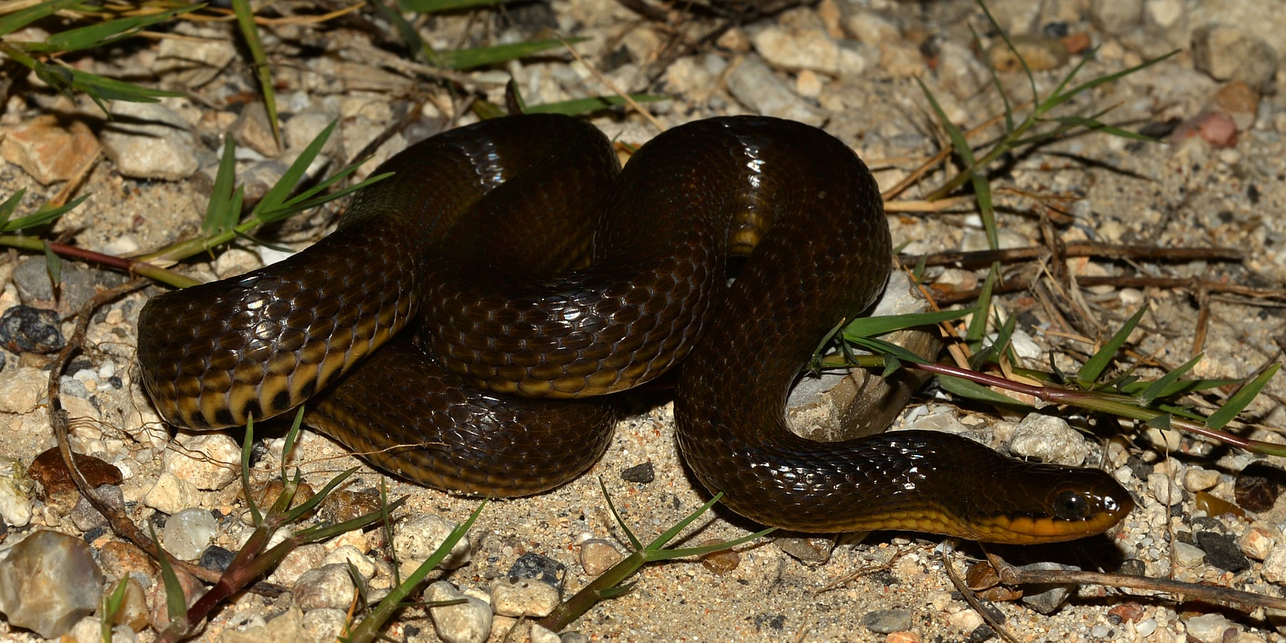 The glossy swampsnake, the second of the hard-crayfish specialists in the study.