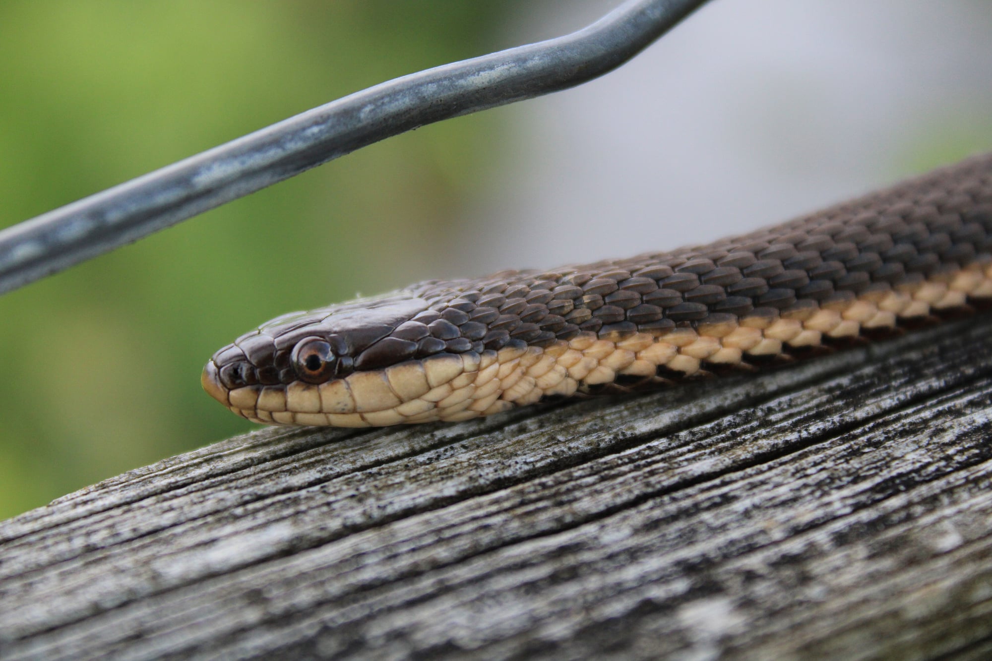 Close-up of a queen snake resting on a weathered wooden plank, its brown back and pale striped side in sharp focus