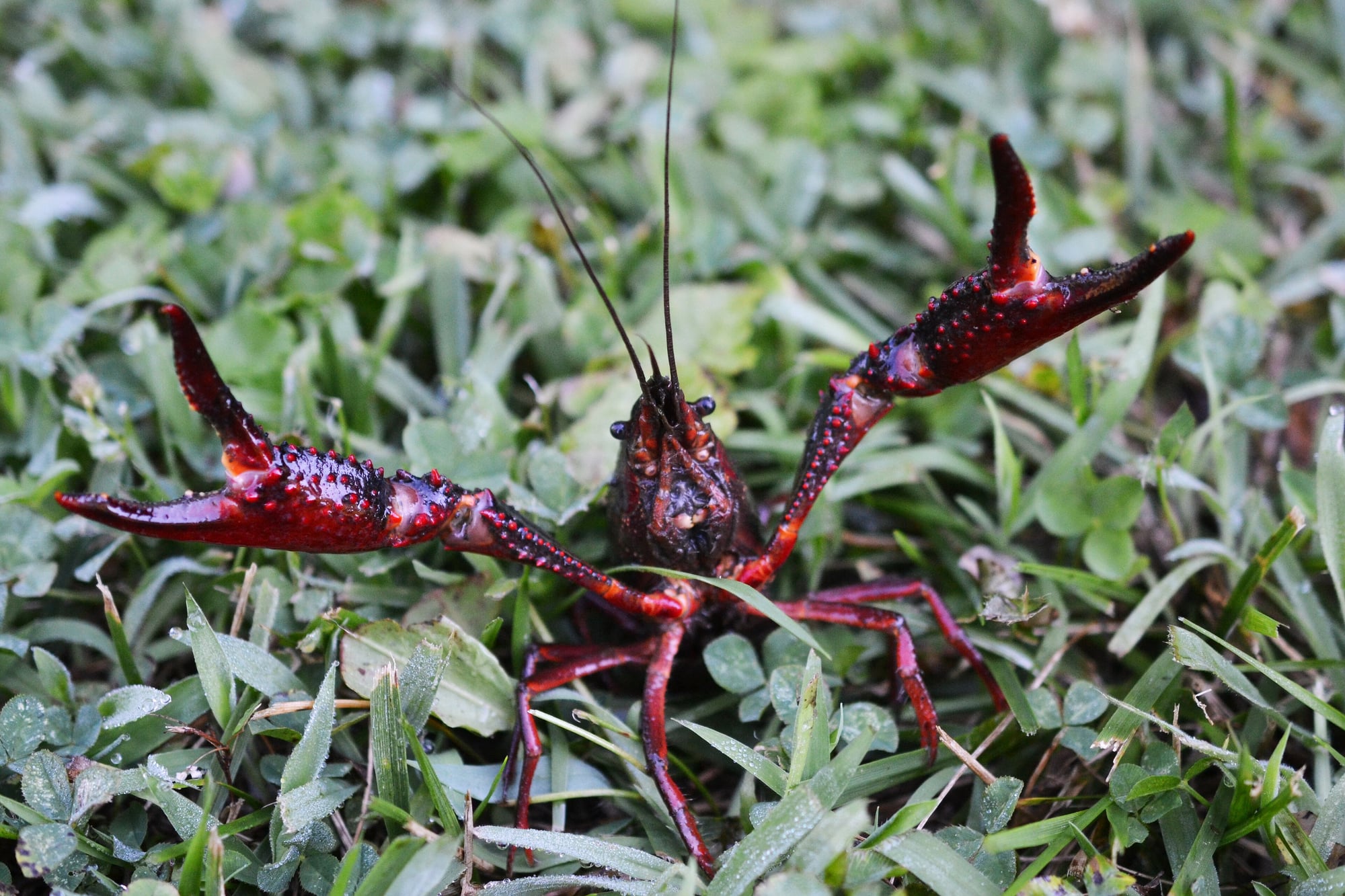 A red swamp crayfish, the species caught by the watersnake. Crayfish are so plentiful at Alligator Bayou that they are harvested commercially.