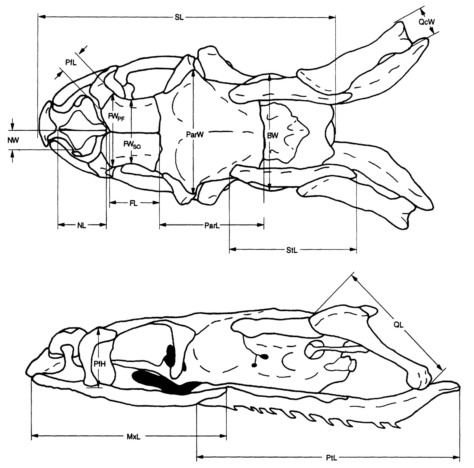 Line drawings of a small snake skull seen from above and from the side, with measurement lines
