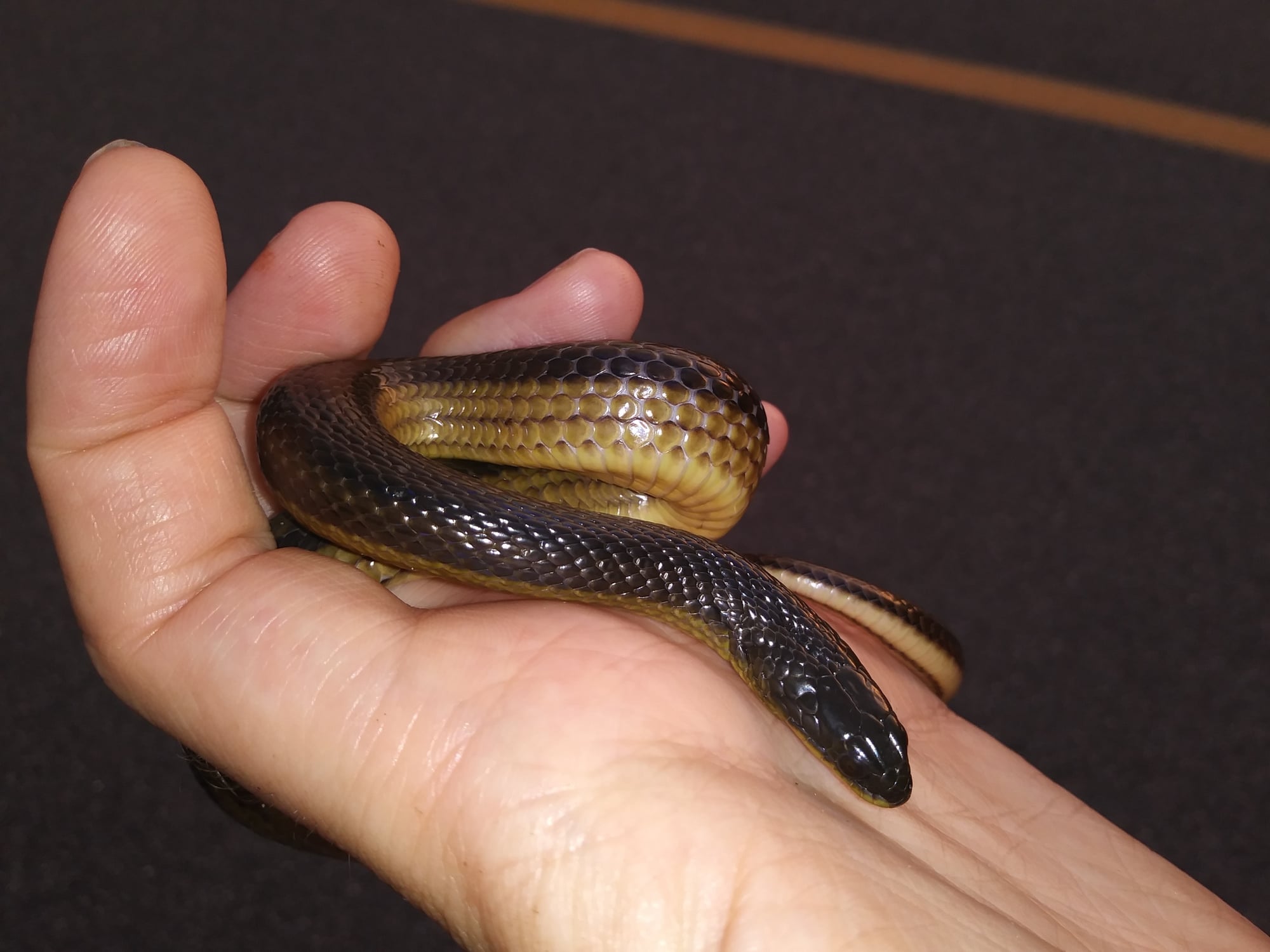 A striped swampsnake, one of the two species in the study that take crayfish with their hard shells on.