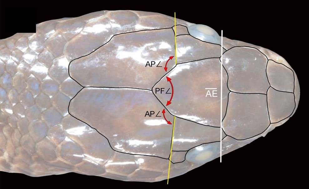 The top of the Komara snake's head, with the angles and the eye line we used to compare species.