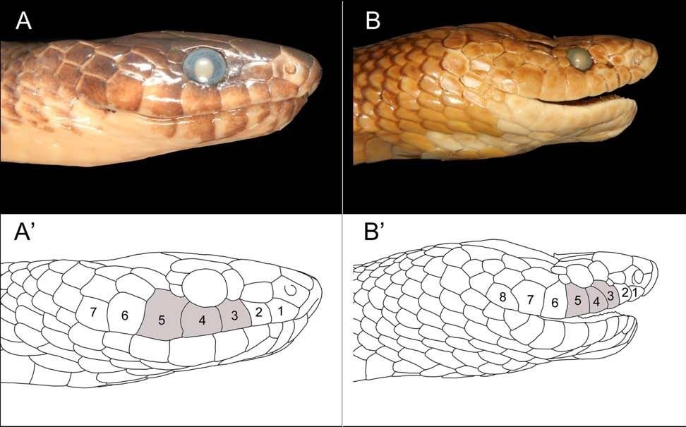 Left: the Komara snake, with lip scales 3, 4 and 5 shaded where they touch the eye; the fifth reaches forward from behind it. Right: the original specimen of *S. batjanensis*, where the third scale reaches back instead.