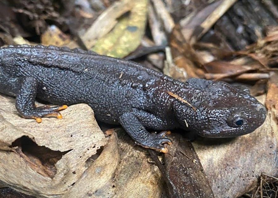 A dark, knobbly-skinned newt with bright orange fingertips resting on dead leaves
