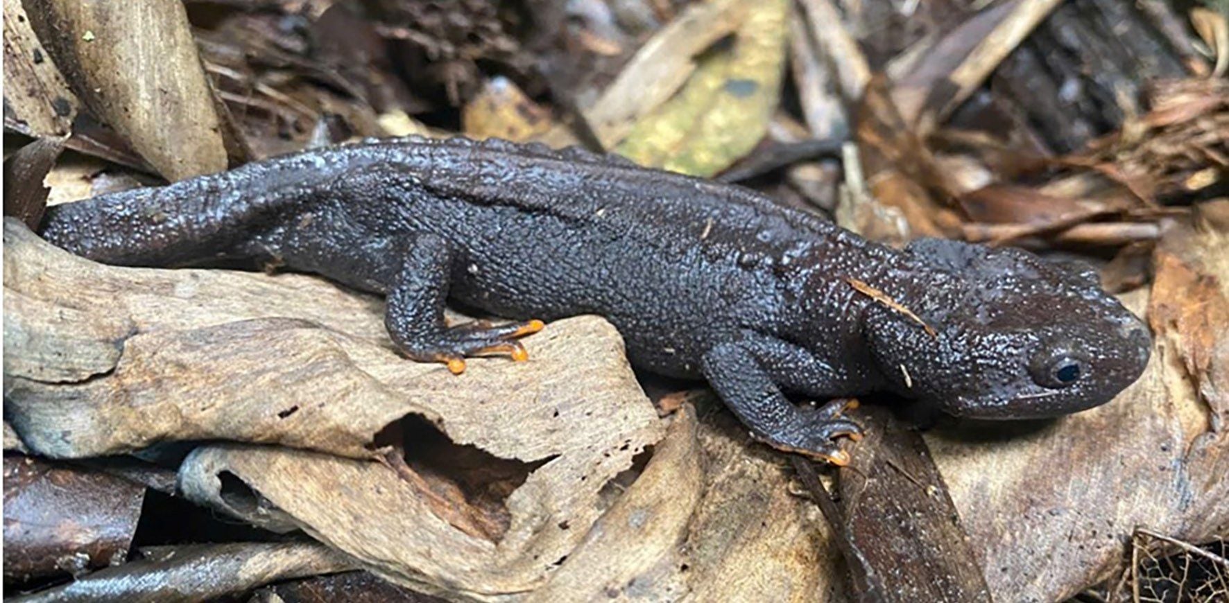 A dark, knobbly newt with orange fingertips on dead leaves